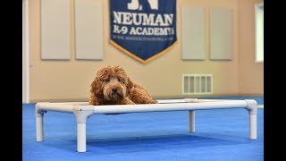 Dax (Labradoodle) Boot Camp Dog Training Video Demonstration