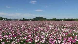 奈良･橿原 藤原宮跡のコスモス Cosmos flowers in Fujiwara Palace Site, Nara(2013-10)