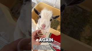 Hardest Pet Goat To Keep Alive❤️#goat #animalshorts #babyanimals