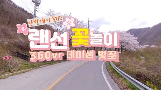 [360 VR 데미샘 벚꽃길] 랜선 꽃놀이, 들어는 봤나(?) 데미샘