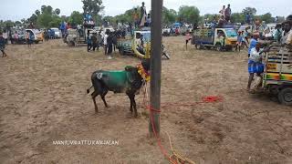 manjuvirattu kadhalan jallikattu  trending  edit  mass manjuvirattu 😎😎😎