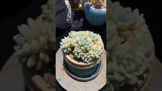 劳尔锦 多肉植物 succulents