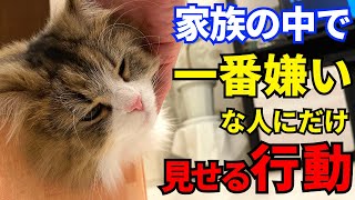 猫が家族の中で一番嫌いな人にだけ見せる行動【サイベリアンのらんちん】