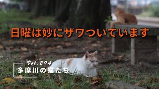 【多摩川の猫たち Vol.294】　日曜は妙にザワついています　【地域猫】