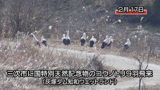 三次市に国特別天然記念物のコウノトリ９羽飛来