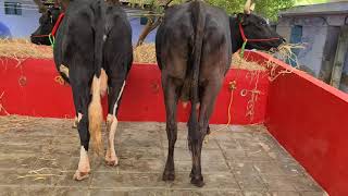 HF Jersey cow sales 9894575557