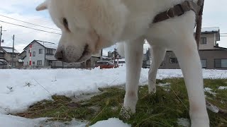 【秋田犬ゆうき】雪が積もった日の腹痛は胃薬代わりの草を求めて色んな場所をさ迷い歩く【akita dog】