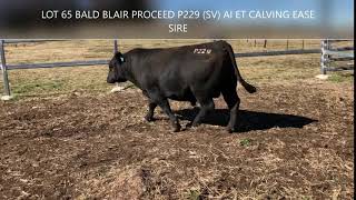 LOT 65 BALD BLAIR PROCEED P229 SV AI ET CALVING EASE SIRE