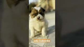 the best animals #shorts #edits #videos #cats #dogs #cute #beautiful