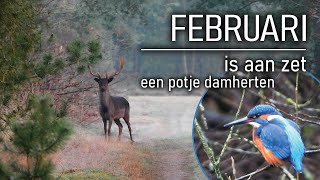 #91 - FEBRUARI - is aan zet, een potje damherten