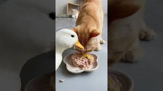 今天菜谱：鸡肉羊奶草莓泥～#猫和鸭子抢食 #猫咪 #柯尔鸭#萌宠