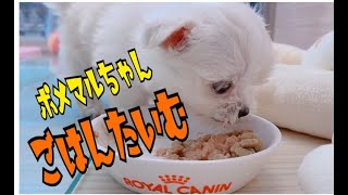 【MIX・マルポメ】小さなお口でもぐもぐ！！ごはんタイム！！！