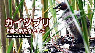 【カイツブリ】B池の新たなたまご / Four eggs and a little grebe