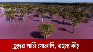 প্যারাগুয়েতে গোলাপি হয়ে গেল হ্রদের পানি! আতঙ্কে স্থানীয়রা | Paraguye Pink River