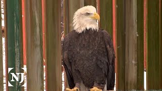 Bald eagle population continues to rise in NJ