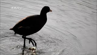 オナガ　イソシギ・ハクセキレイ水浴び　ダイサギ捕食　今日の鳥