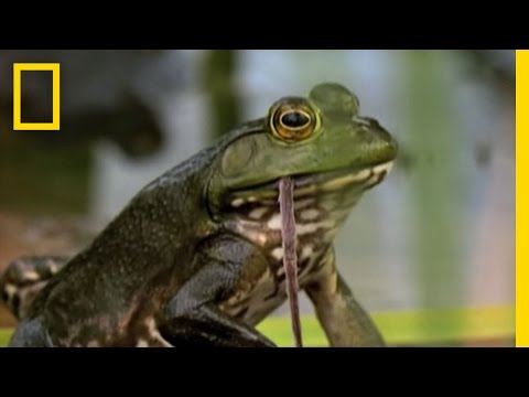 Who eat frogs?