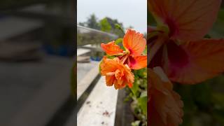 Orange Two In One Hibiscus🌺In Our Roof Garden #shorts #flowers #hibiscus #harvesting #rooftopgarden