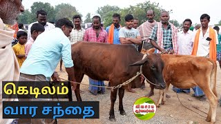 புதிய சந்தை|மாட்டு சந்தை|காய்கறிகள் சந்தை|கெடிலம் மாட்டு சந்தை #vivasayaarvalargal #cows #kedilam