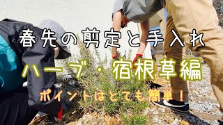 【切り戻し】木質化だらけの植物剪定/春のガーデニング/ハーブ/宿根草