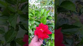 Multiple layer hibiscus/double petal red hibiscus/ mudda mandaram #garden #nature