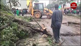 Efforts to remove huge tree that fell due to heavy rains and rendered Moi Avenue impassable underway