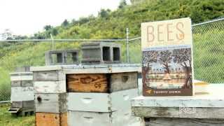 Coal Country Beeworks | Kentucky Life | KET