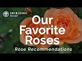 Our Favorite Roses | Rose Recommendations