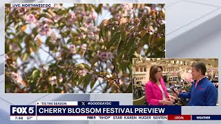 Cherry blossom preview as 2025 peak bloom dates to be revealed