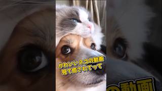 １分で癒やされるネコの動画5選#shorts#cat#cute#kitten#pets#猫