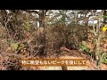 【登山】天狗岩 六甲山系【三枚岩】