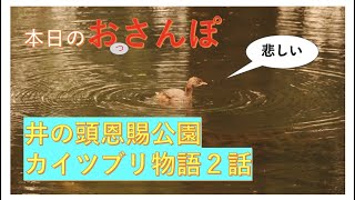 井の頭恩賜公園カイツブリ物語２話・本日のおっさんぽ