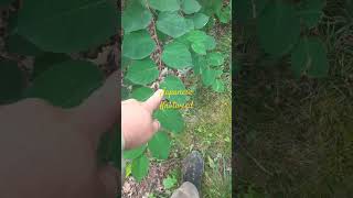 Japanese knotweed invasive plant #gardening #weeds #knotweed #diy #landscape