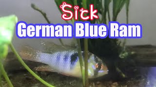 Why’s My German Blue Ram Fins Getting Sick? [Ich/Clamping Fins/Decoloration etc]