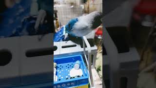 ボタンインコ缶分別成功 #shortsfeed