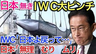 【海外の反応】それな！日本のIWC脱退・・・お金が足りない、好き放題日本を叩いてきた反捕鯨派とIWCの実態の闇が深かった！【世界のそれな】