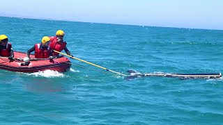 Whale disentanglement training