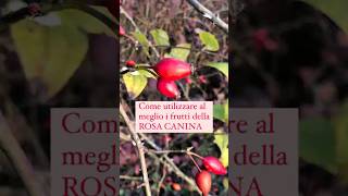 Rosa canina, uso e benefici dei cinorrodi