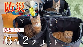 【ペットの防災】地震で、多頭飼い猫6とフェレット2で避難、備蓄品グッズ見直し