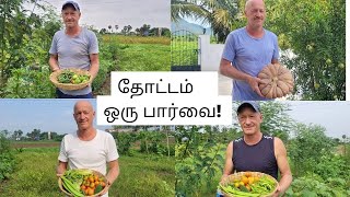 இருமடிப்பு பாத்தி முறையில் செடிகளின் வளர்ச்சி! Garden Update | Organic Farming | Sasi's Nature Path