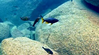 Swimming With Cichlids - Ophthalmotilapia ventralis -  Mvuna Island