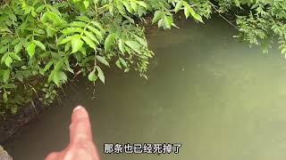 大叔承包800米河道，做无人敢挑战的养殖行业，没想到昨晚翻车了