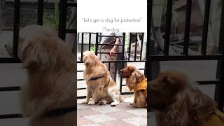 These ‘Protectors’ Have One Job… And Fail 😂#yt #trendingshorts #goldenretriever #spaniel #goviral