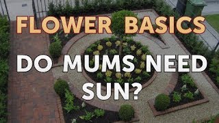 Do Mums Need Sun?