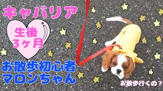 【キャバリア】お散歩初心者マロンちゃん♡