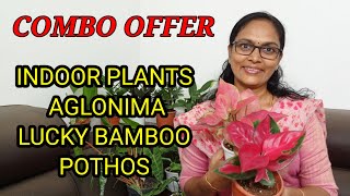 AGLONIMA/COMBO OFFER/WHOLE SALE RATE/INDOOR PLANTS/ONLINE SALE #8848253462