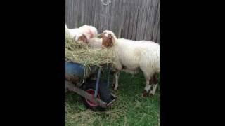 Awassi fat-tail ewes video.MOV