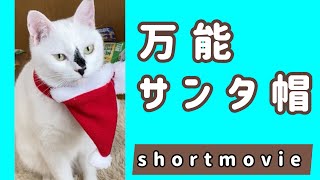 万能サンタ帽を使いこなす猫【#Shorts 】