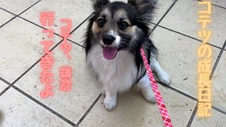 【パピヨンとコーギーのミックス犬】鎌倉に愛犬と遊びに行きました　I went to Kamakura to play with my dog