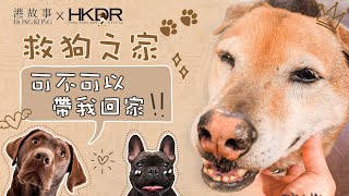 Hong Kong Story x HKDR Dog Rescue Home｜Many dogs are waiting for adoption! \